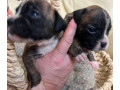 boxer-puppies-for-sale-in-fort-wayne-in-small-5