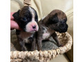 boxer-puppies-for-sale-in-fort-wayne-in-small-3