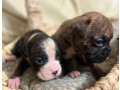 boxer-puppies-for-sale-in-fort-wayne-in-small-4