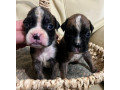 boxer-puppies-for-sale-in-fort-wayne-in-small-1