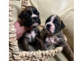 boxer-puppies-for-sale-in-fort-wayne-in-small-2