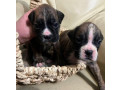 boxer-puppies-for-sale-in-fort-wayne-in-small-6