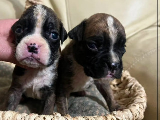 Boxer Puppies for Sale in Fort Wayne, IN