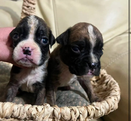 boxer-puppies-for-sale-in-fort-wayne-in-big-0