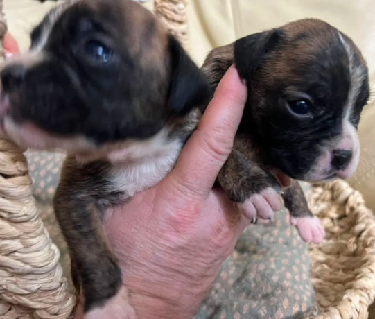 boxer-puppies-for-sale-in-fort-wayne-in-big-5