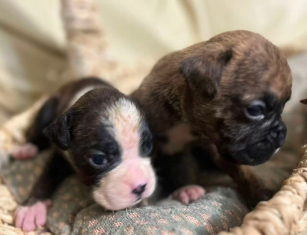 boxer-puppies-for-sale-in-fort-wayne-in-big-4