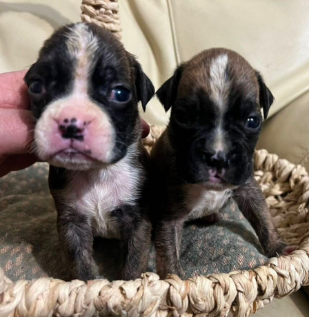 boxer-puppies-for-sale-in-fort-wayne-in-big-1