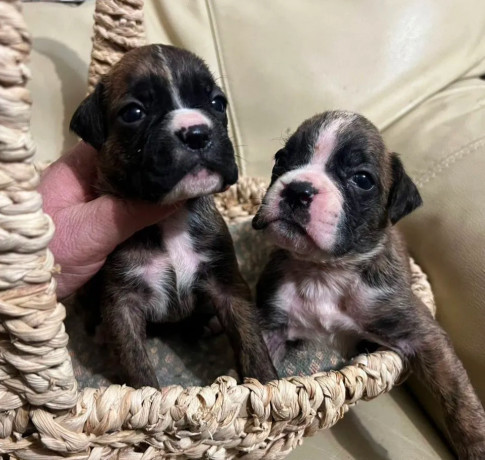 boxer-puppies-for-sale-in-fort-wayne-in-big-2