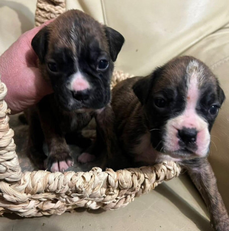 boxer-puppies-for-sale-in-fort-wayne-in-big-6