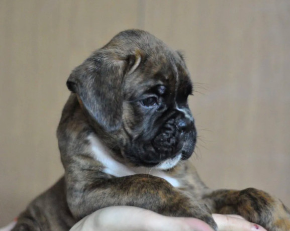 boxer-girl-in-minnesota-big-0