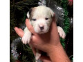 male-and-female-boxer-puppies-from-purebred-parents-in-edison-nj-small-5