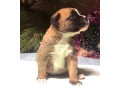 male-and-female-boxer-puppies-from-purebred-parents-in-edison-nj-small-2