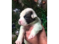 male-and-female-boxer-puppies-from-purebred-parents-in-edison-nj-small-1