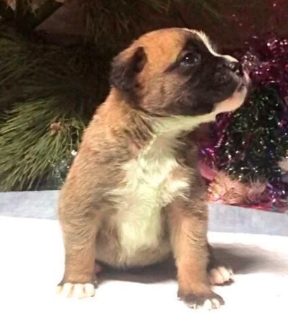 male-and-female-boxer-puppies-from-purebred-parents-in-edison-nj-big-2