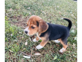 male-beagle-puppy-for-sale-small-1