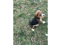 male-beagle-puppy-for-sale-small-3