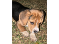 male-beagle-puppy-for-sale-small-0