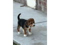 male-beagle-puppy-for-sale-small-2