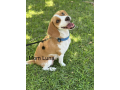 male-beagle-puppy-for-sale-small-4