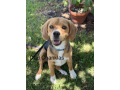 male-beagle-puppy-for-sale-small-5