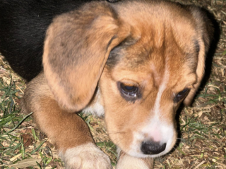 Male Beagle puppy for sale