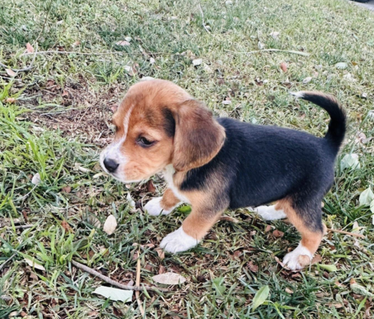 male-beagle-puppy-for-sale-big-1