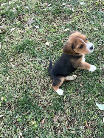 male-beagle-puppy-for-sale-big-3