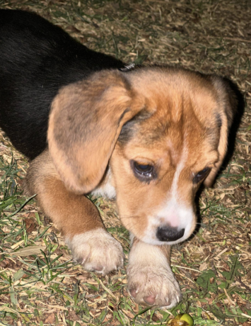 male-beagle-puppy-for-sale-big-0