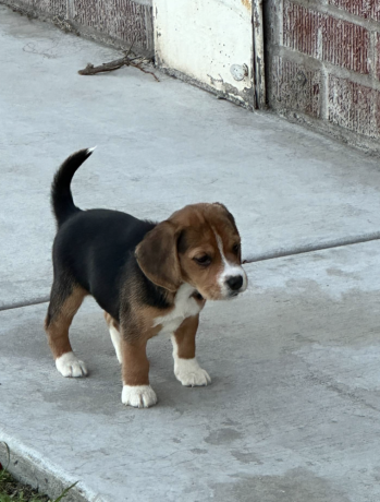 male-beagle-puppy-for-sale-big-2