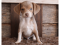 beagle-puppy-for-sale-meet-q-small-0