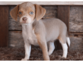 beagle-puppy-for-sale-meet-q-small-3