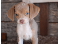 beagle-puppy-for-sale-meet-q-small-1