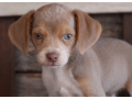 beagle-puppy-for-sale-meet-q-small-4