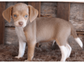 beagle-puppy-for-sale-meet-q-small-2