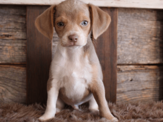 Beagle Puppy for Sale Meet Q!