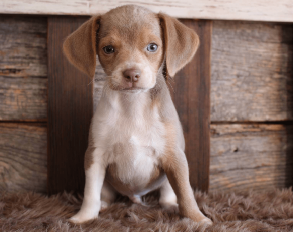 beagle-puppy-for-sale-meet-q-big-0