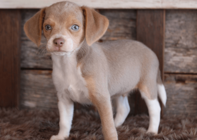 beagle-puppy-for-sale-meet-q-big-3