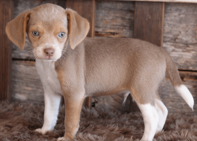 beagle-puppy-for-sale-meet-q-big-2