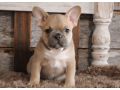 french-bulldog-puppy-for-sale-meet-blue-small-2