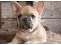 french-bulldog-puppy-for-sale-meet-blue-small-4