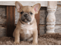 french-bulldog-puppy-for-sale-meet-blue-small-1