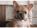 french-bulldog-puppy-for-sale-meet-blue-small-0