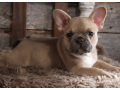 french-bulldog-puppy-for-sale-meet-blue-small-3