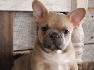 French Bulldog Puppy for Sale , Meet Blue!