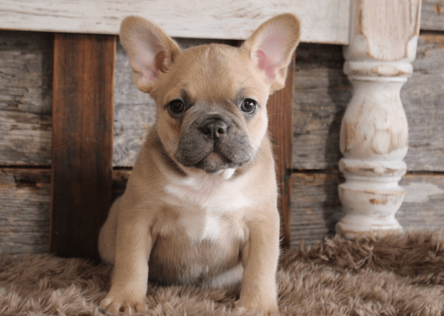 french-bulldog-puppy-for-sale-meet-blue-big-2