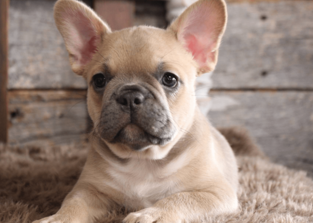 french-bulldog-puppy-for-sale-meet-blue-big-4