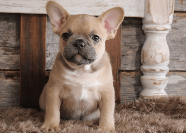 french-bulldog-puppy-for-sale-meet-blue-big-1