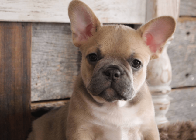 french-bulldog-puppy-for-sale-meet-blue-big-0