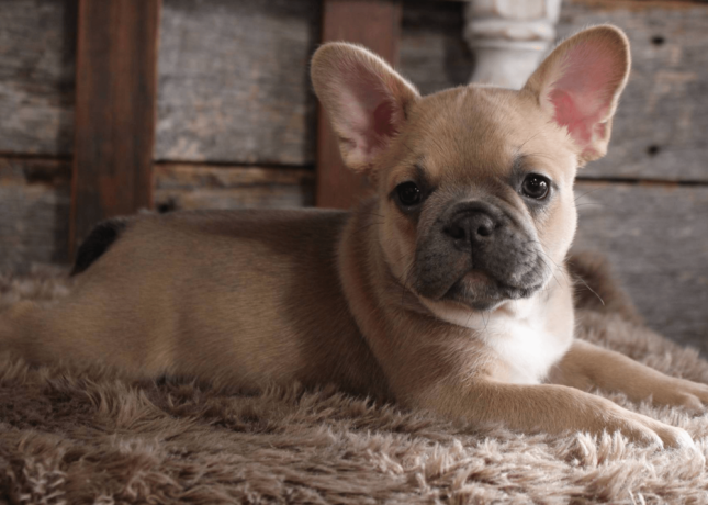 french-bulldog-puppy-for-sale-meet-blue-big-3