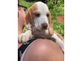 purebred-beagle-puppy-for-sale-small-0